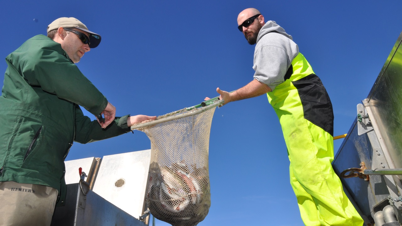 Trout stocking helps river find new life